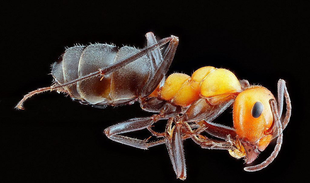Ant Control service in Lakewood, CA