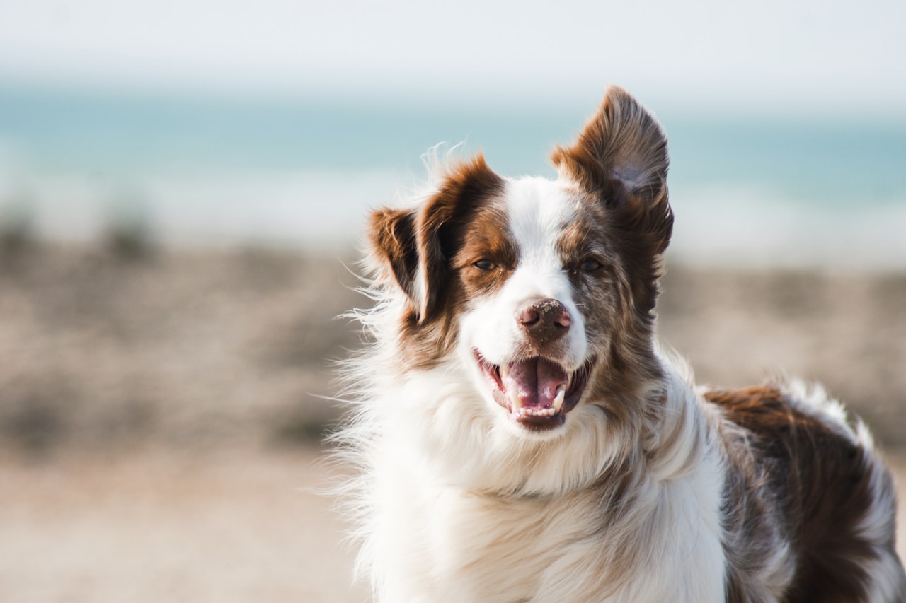 Flea & Tick Control service in Lakewood, CA