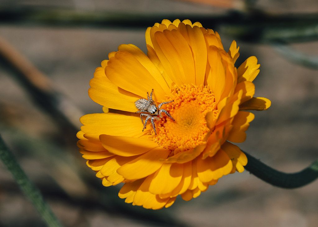 Spider Control service in Lakewood, CA